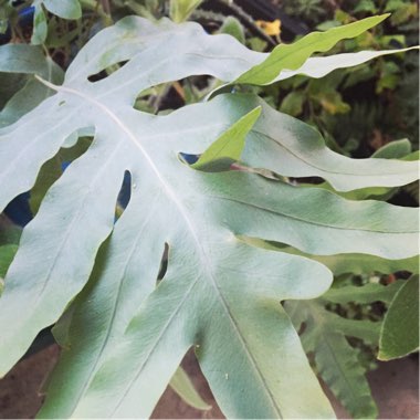 Blue Star Fern