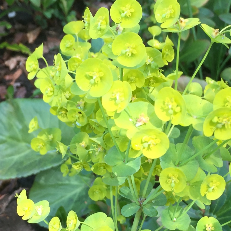 Plant image Euphorbia myrsinites