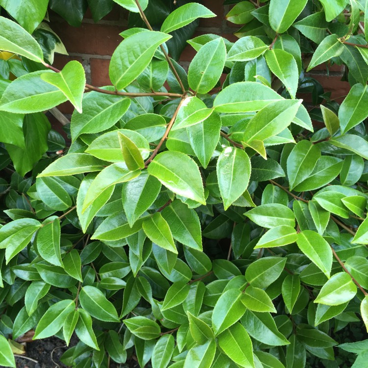 Plant image Camellia x williamsii 'Debbie'