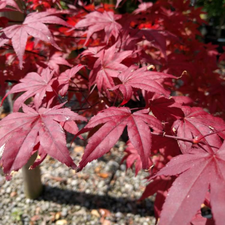 Plant image Acer Palmatum 'Fireglow'