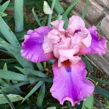 Bearded Iris