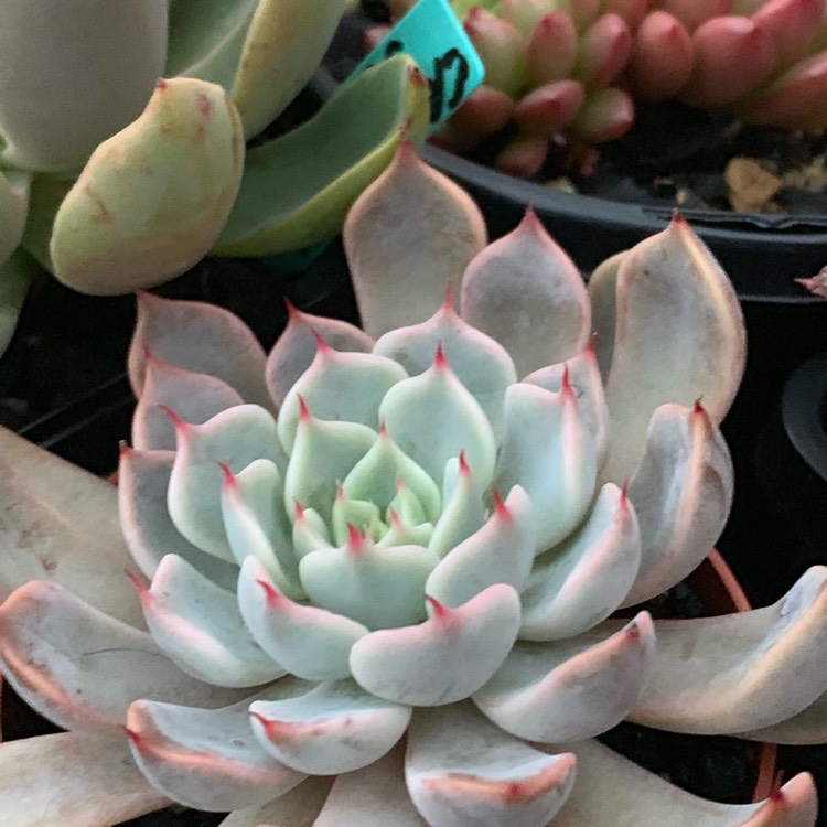 Plant image Echeveria Cuspidata Var. Zaragozae Pink Form