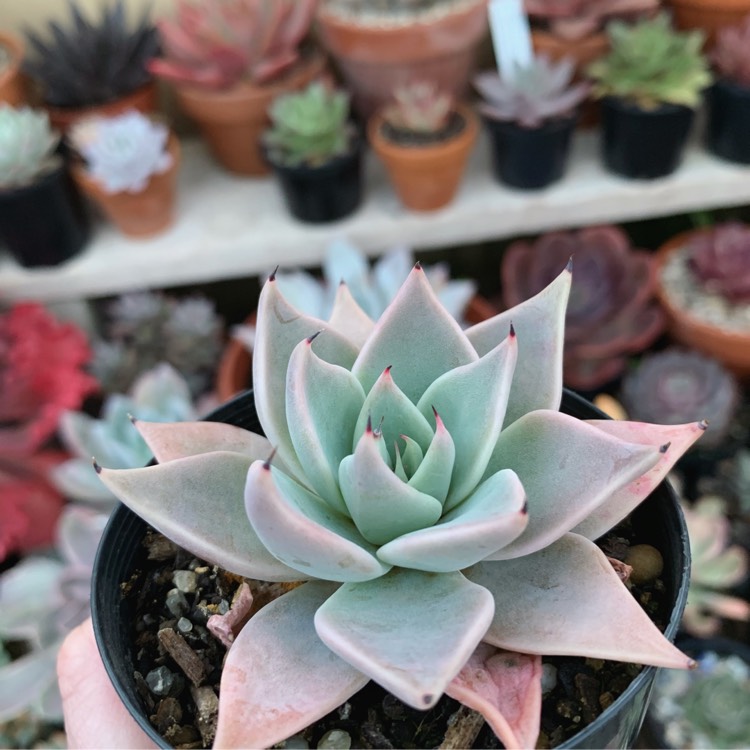 Plant image Echeveria Cuspidata v. Parrasensis