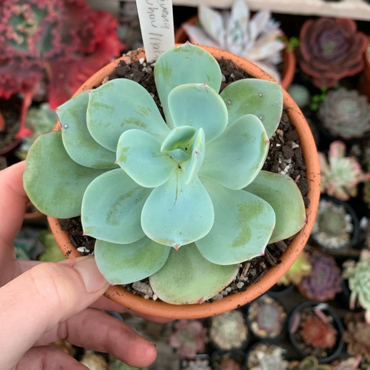 Plant image Echeveria Haku-Ho