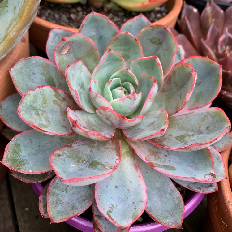 Plant image Echeveria Hera