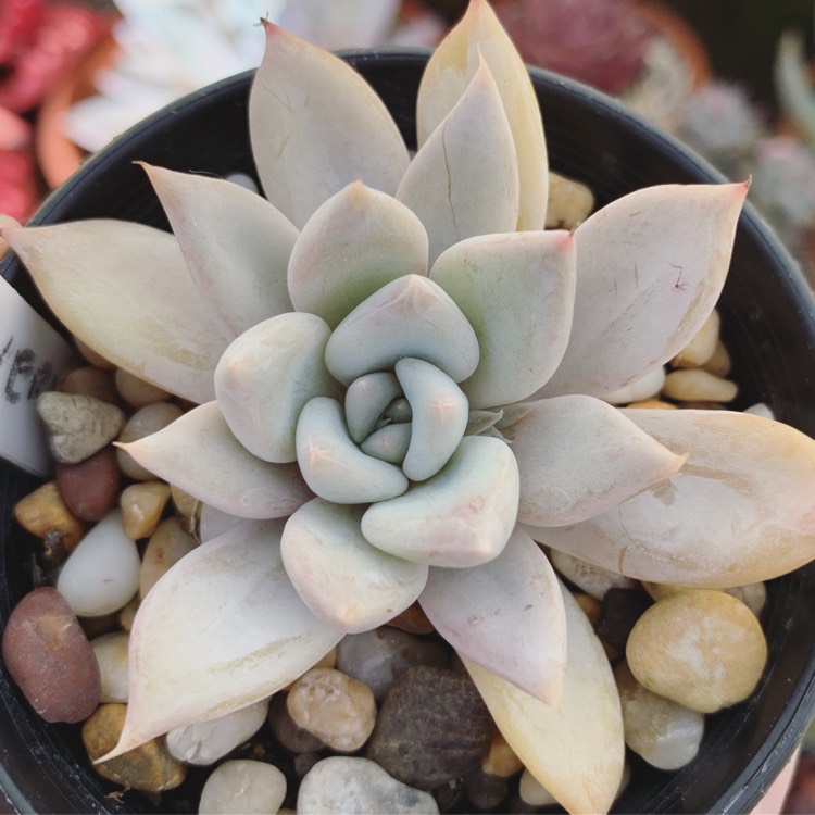 Plant image Echeveria Beverley