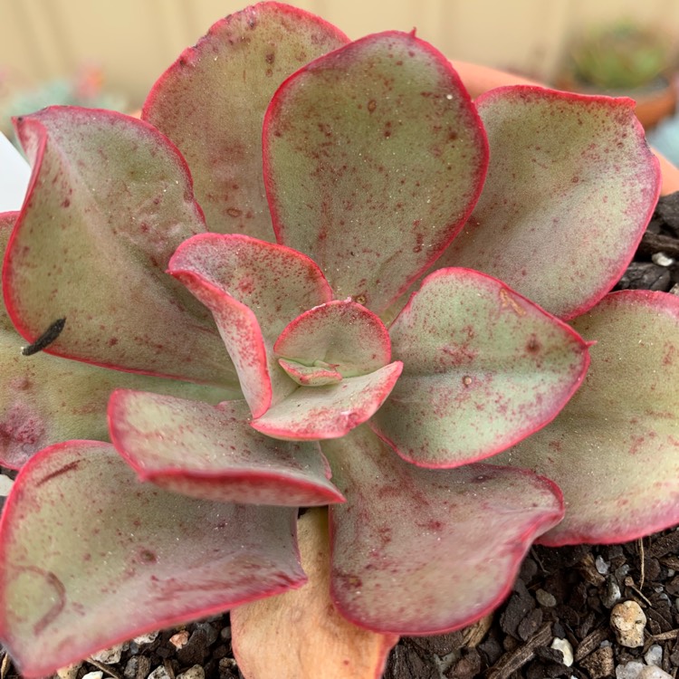 Plant image Echeveria Kissing