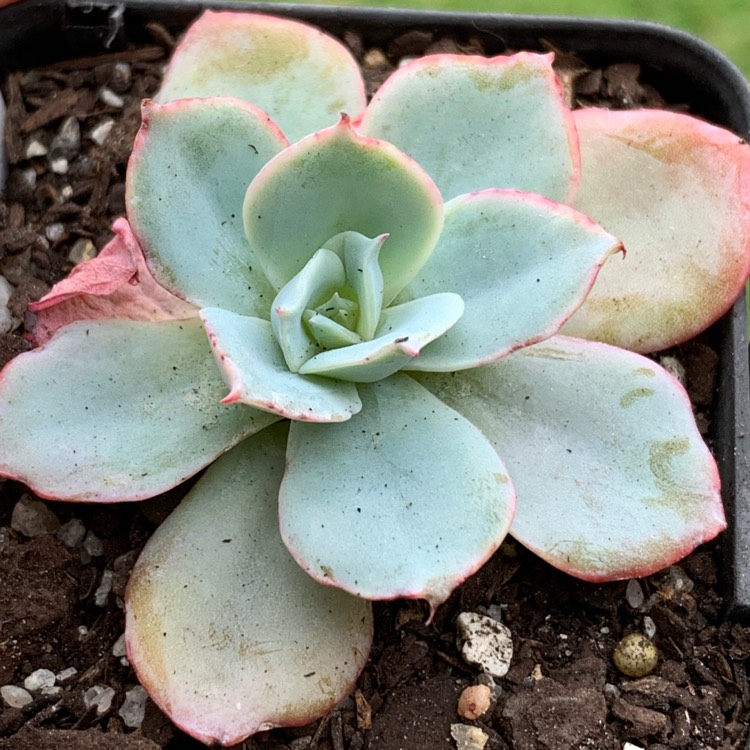 Plant image Echeveria Cloudburst