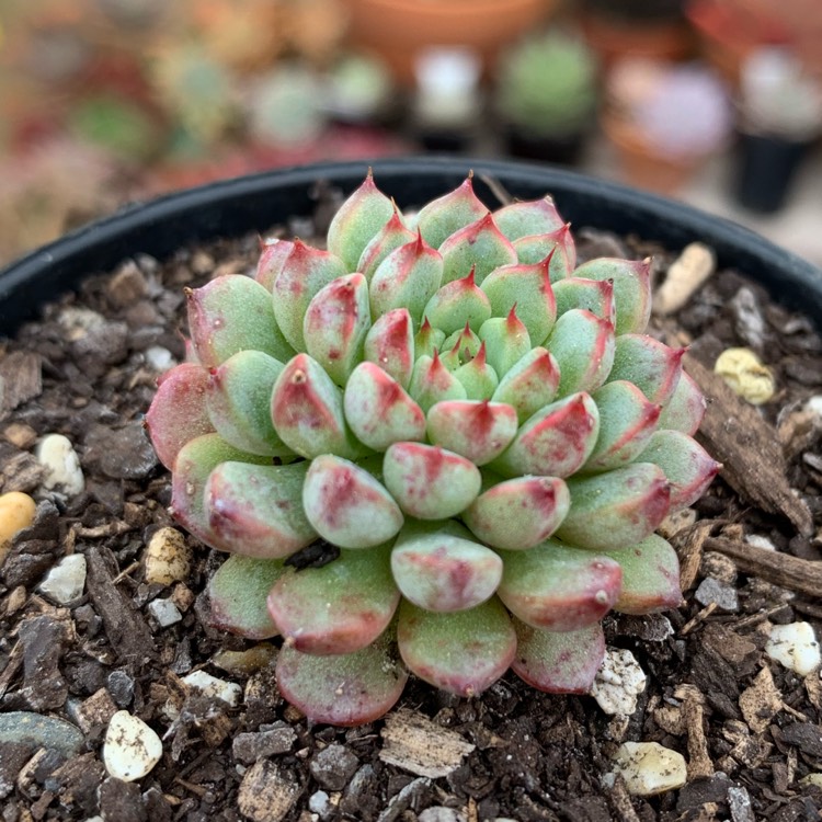 Plant image Echeveria Vincent Catto Asia Form