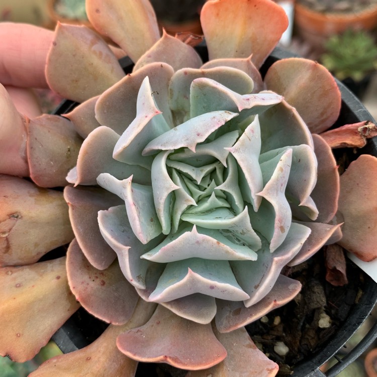 Plant image Echeveria Doppler