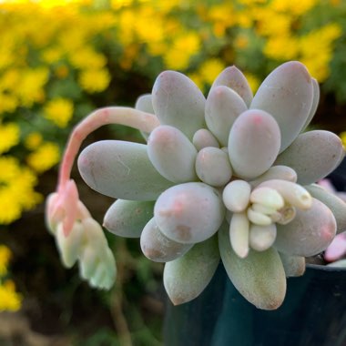 Pachyphytum Rzedowskii