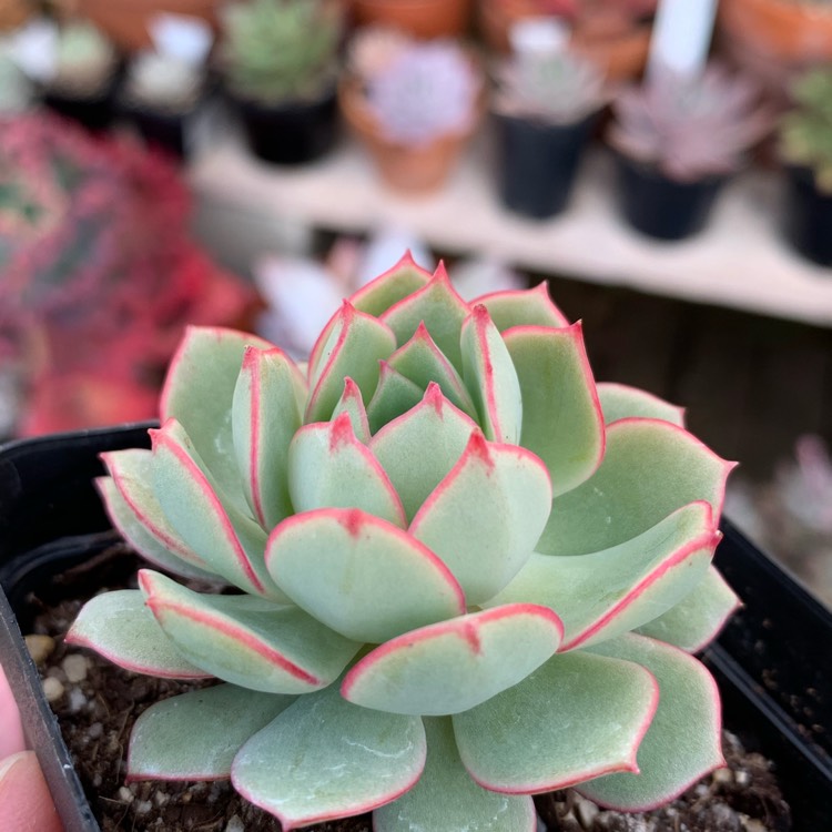 Plant image Echeveria Deren-Oliver