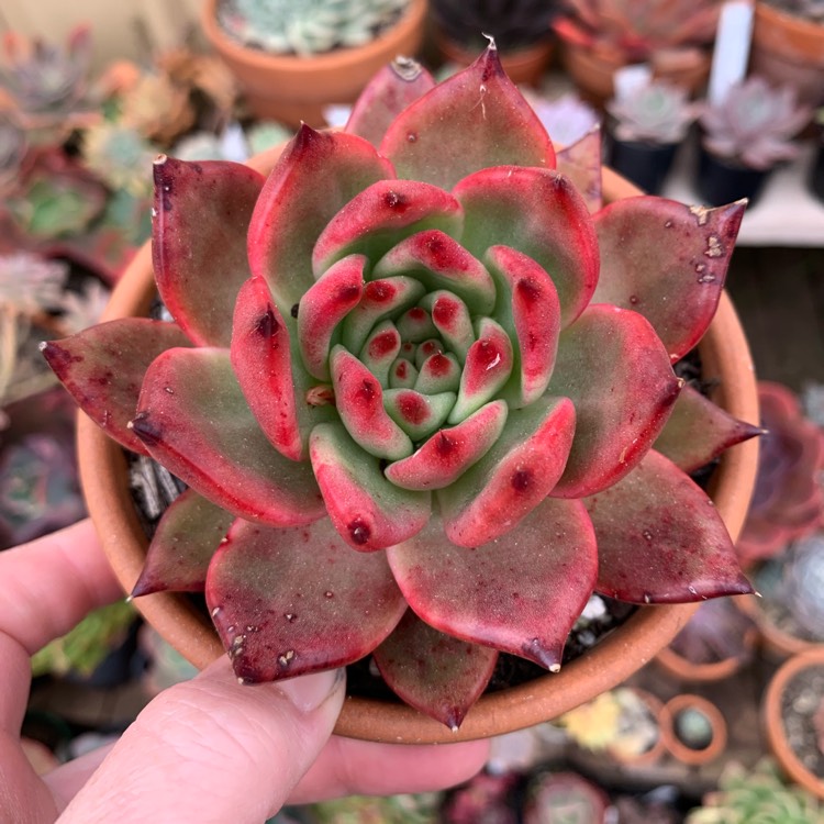 Plant image Echeveria Agavoides Amestro