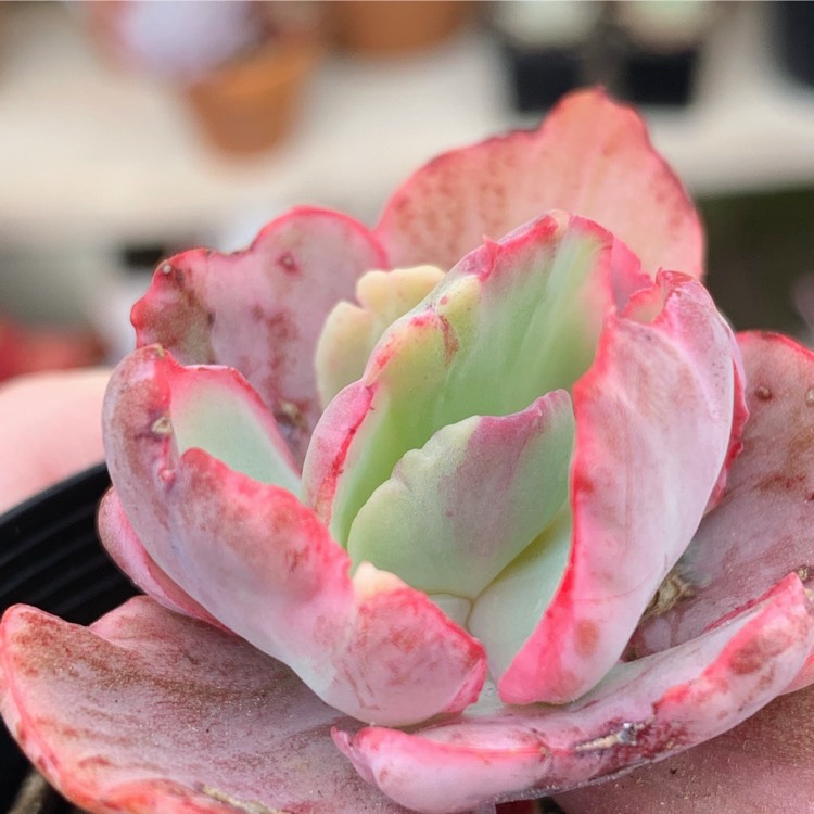 Plant image Echeveria Flying Cloud