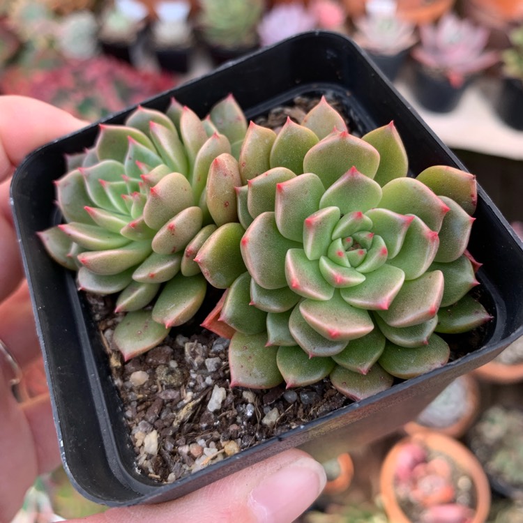 Plant image xGraptoveria Olivia