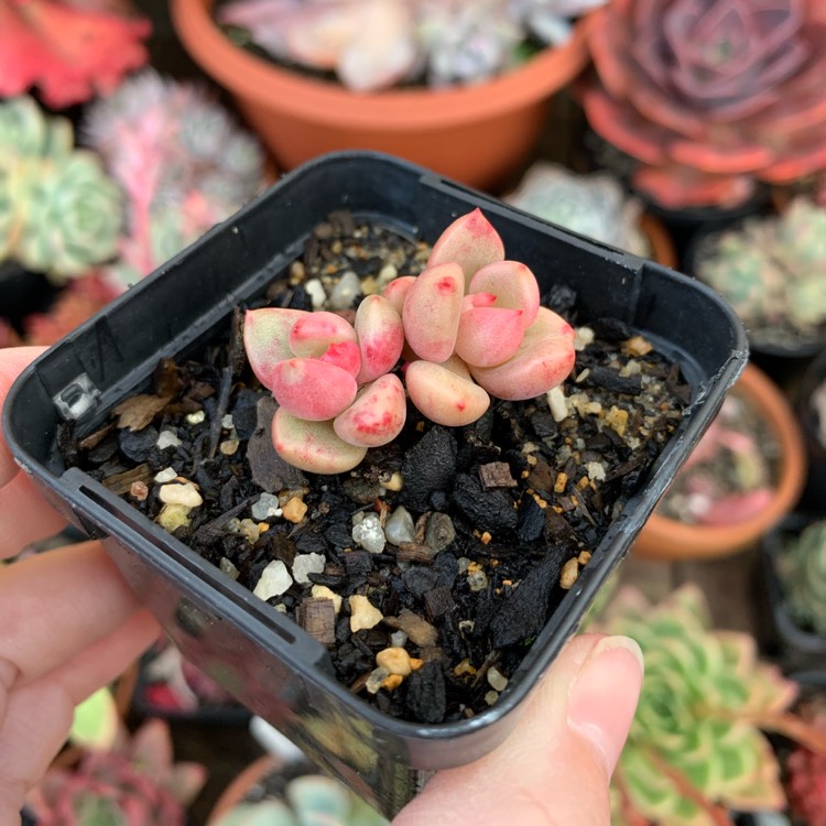 Plant image Echeveria Avocado Cream 