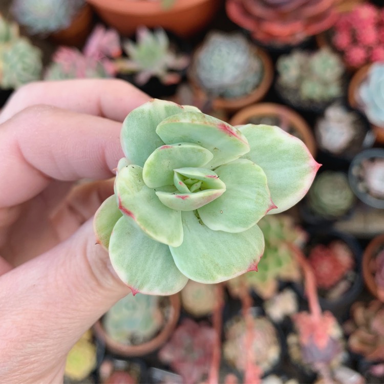 Plant image Echeveria Peach Pride