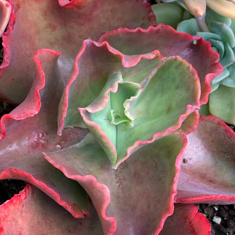 Plant image Echeveria Arlie Wright