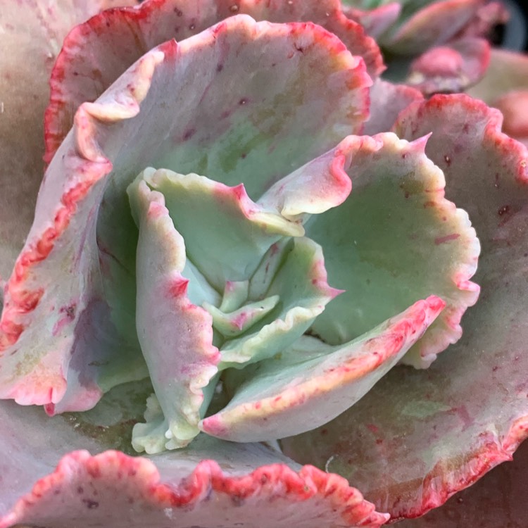 Plant image Echeveria Fantastic