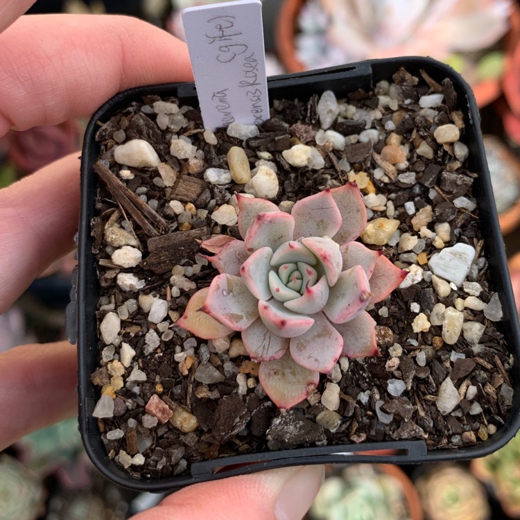 Plant image Echeveria Cuspidata Var. Zaragozae Pink Form