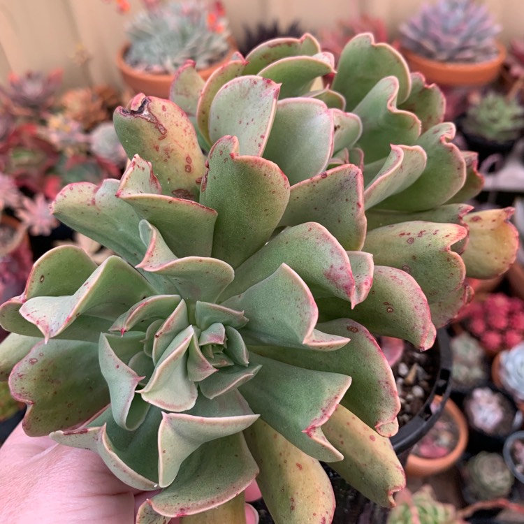 Plant image Echeveria Dark Hawk