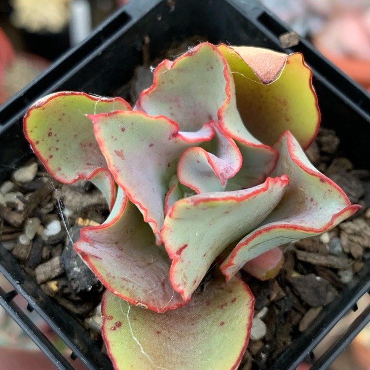 Plant image Echeveria rubromarginata