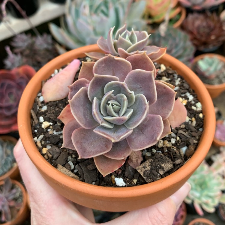 Plant image Echeveria Linda Jean