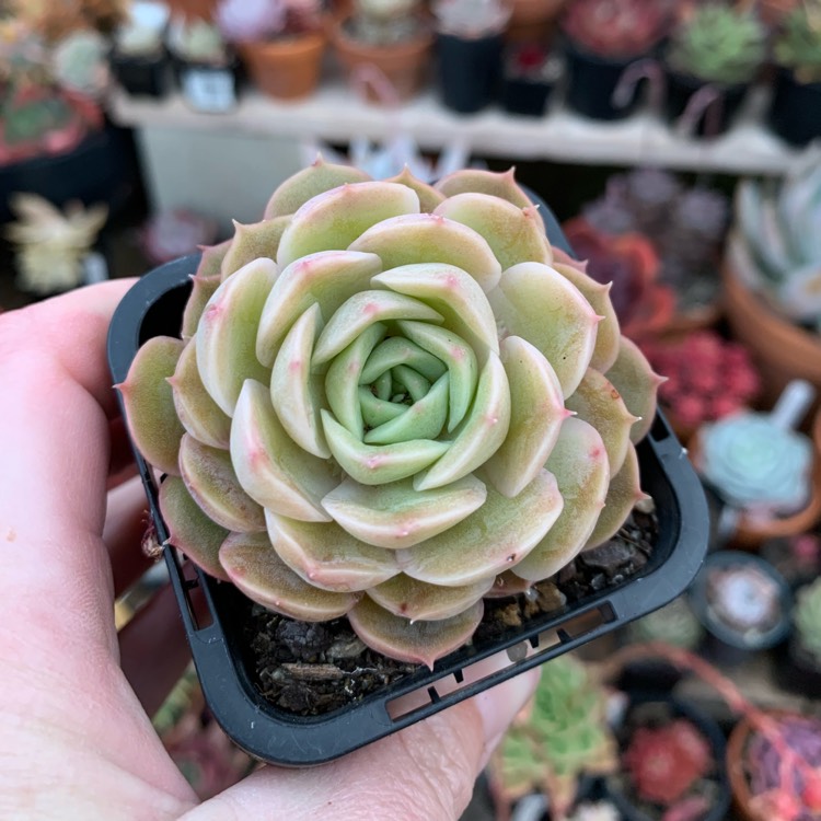 Plant image Echeveria Onslow