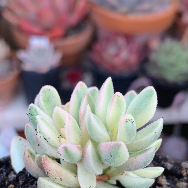 Plant image Crassula rogersii Variegated