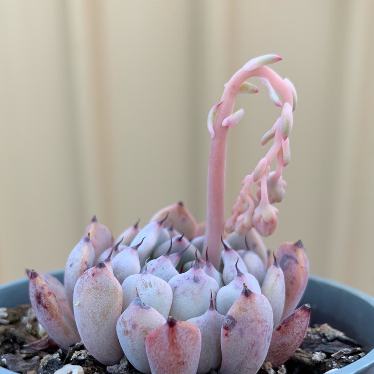 Plant image Echeveria cuspidata var. 'Zaragozae' White Form