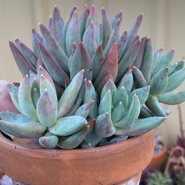 Pachyphytum longifolium