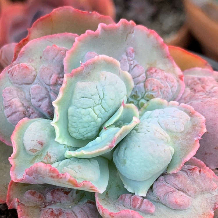 Plant image Echeveria Linguas