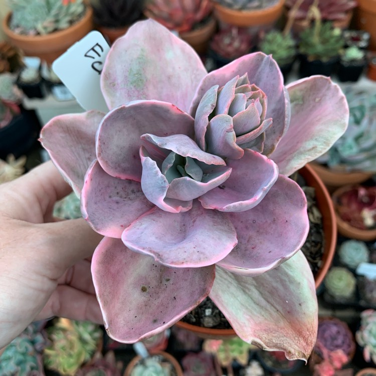 Plant image Echeveria Decora