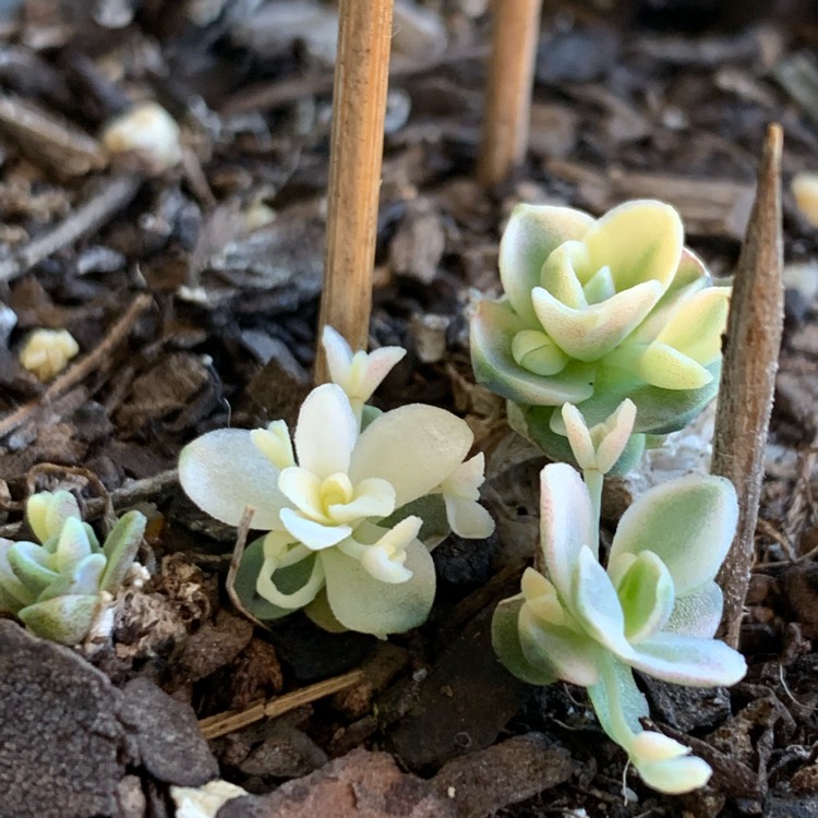 Plant image Orostachys Boehmeri Variegata