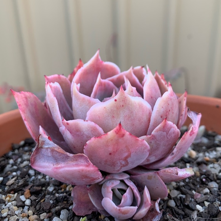 Plant image Echeveria Morning Light