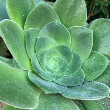 Aeonium Canariense Virgineum