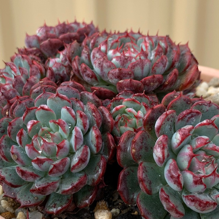 Plant image Echeveria Minima White Form