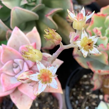 Graptopetalum Victor Kane