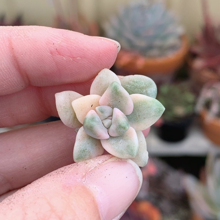 Plant image Graptopetalum Mendozae Variegata