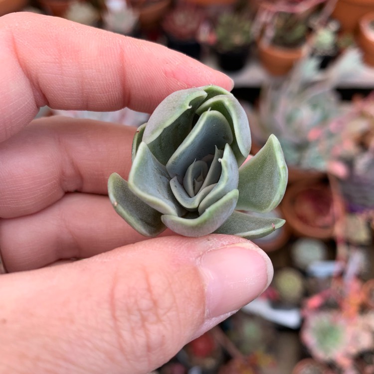 Plant image Echeveria Snow Bunny