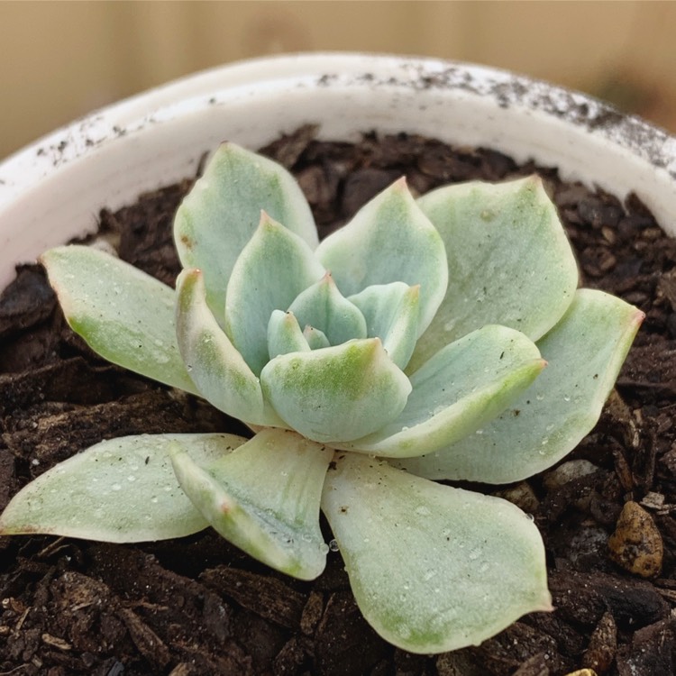 Plant image Echeveria Silver Queen Variegated