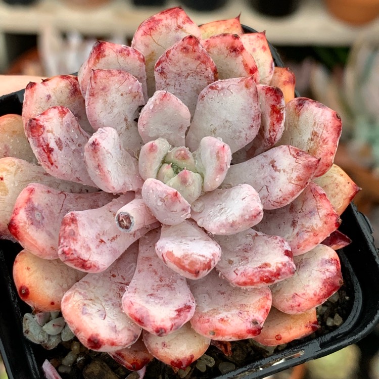 Plant image Echeveria Violet Magic