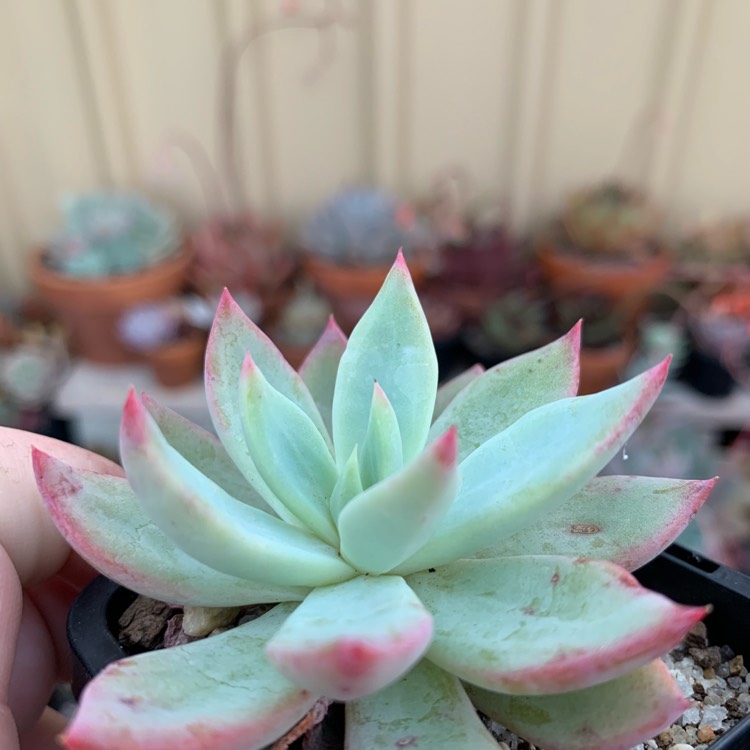 Plant image Echeveria Cleone