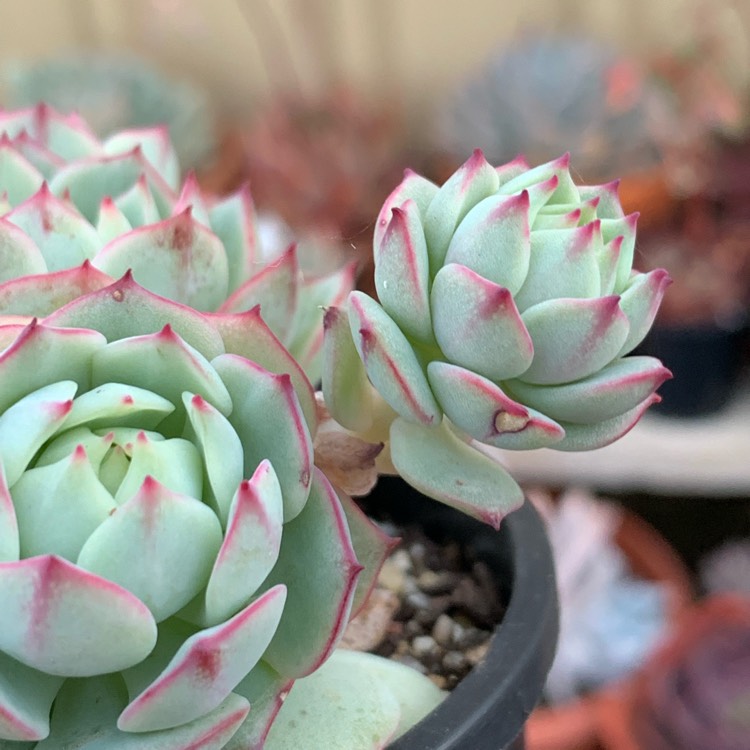 Plant image Echeveria Derenbergii