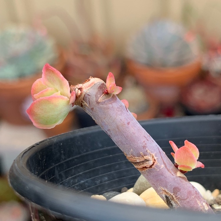 Plant image Echeveria Dragon Queen