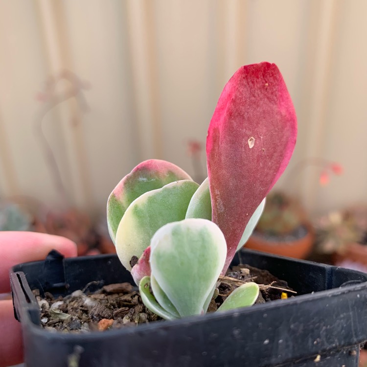 Plant image Kalanchoe Thyrsiflora Variegated