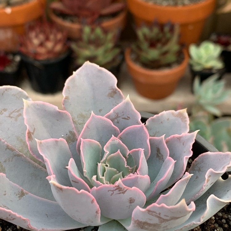 Plant image Echeveria Shaviana xPinwheel