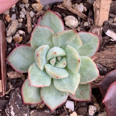 Echeveria Californica Queen