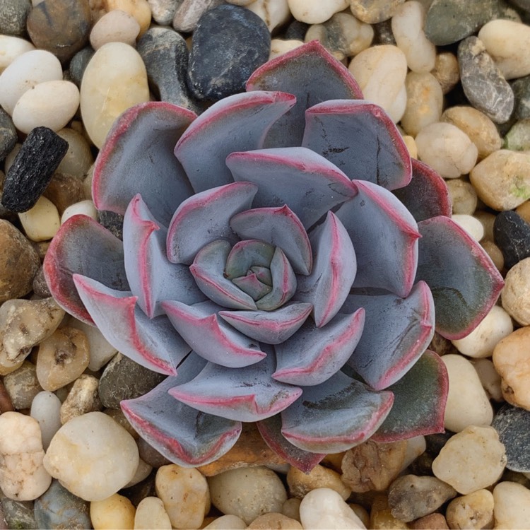 Plant image Echeveria Dark Ice