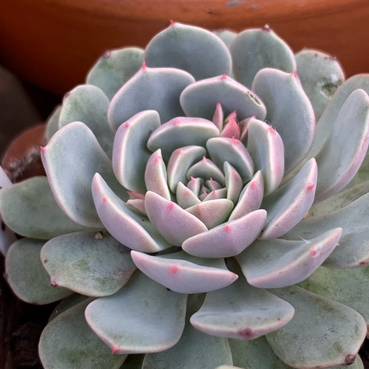 plant image 1207211